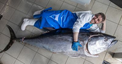 Giant 7ft bluefin tuna weighing 150kg arrives at Edinburgh seafood market from Spain