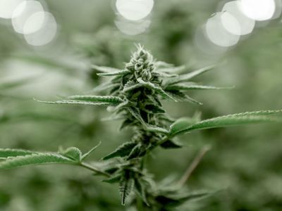 InMed Publishes Study On Potential Role Of Rare Cannabinoids For Skin Conditions