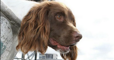 Scotland's first underwater sniffer dog trained to find bodies in River Clyde retires