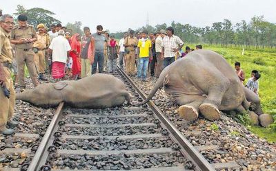 New plan to save jumbos from train hits