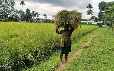 Showing the path to carbon-neutrality