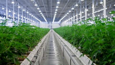 Cannabis News Week: Major Weed Discounts; Germany Advances Policy