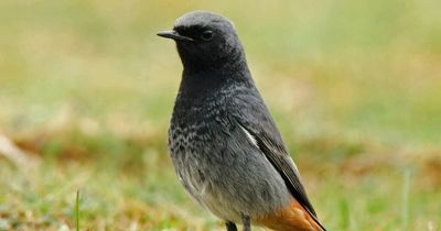Rare sighting of bird at secret Nottingham city centre location triggers excitement