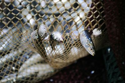 WTO still angling for sustainable fishing deal