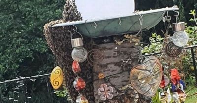 Family scared to leave home after MASSIVE swarm of bees 'turns sky black'