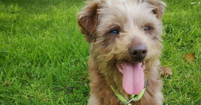 The 3-3-3 rule of dog adoption that will help ease your mind