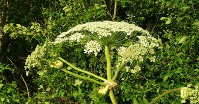 Warning over 'Britain's most dangerous plant' as child suffers horrific burns