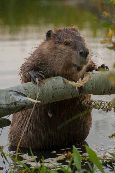 Rogue beaver guts Canadian town’s internet after gnawing through a tree
