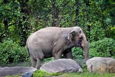 Happy the Elephant is not a person and must stay at Bronx Zoo, court rules