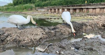 'Saddest pictures' show plight of swans in vanishing canal