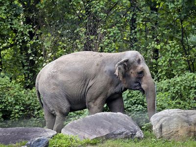 Happy the elephant is not a person, a court rules