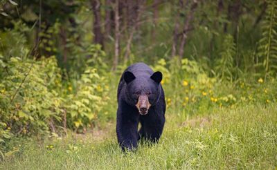 Massive black bear euthanised after bursting into tent and attacking mother and three-year-old girl