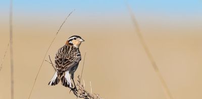 Prairie songbirds are affected by unpredictable noise produced by oil drilling