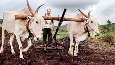 Slow monsoon progress to hit sowing of green, black gram in Pune