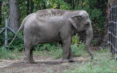 Sad ending to Happy the elephant’s human rights push