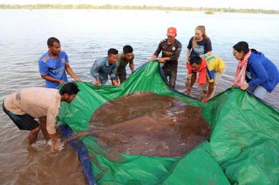 Stingray tale harks to Mekong risks