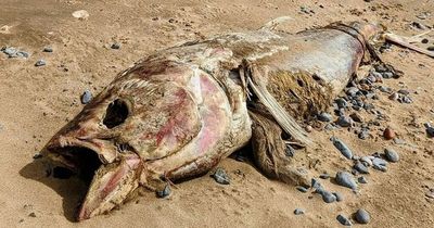 Dog walker's shock at sight of enormous 4m long monster fish washed up on UK shore