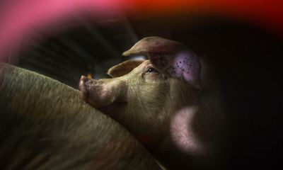 More than 20 million farm animals die on way to abattoir in US every year