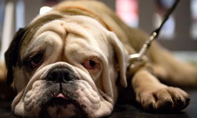 Extreme breeding of ‘cute’ English bulldogs risks UK ban, say vets