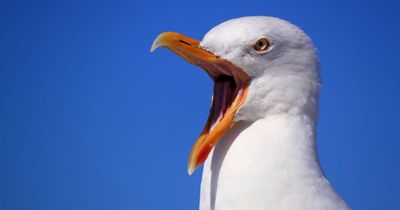 Bird flu has jumped to seabirds and is spreading fast