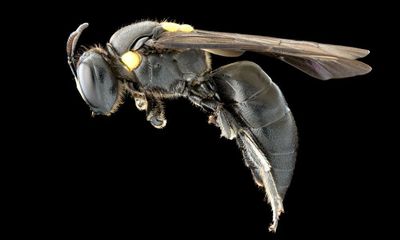 Strange bee-haviour: social life of Australian species offers insights on evolution, scientists say