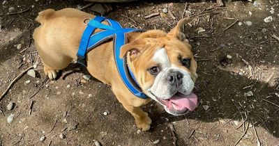 Vet issues urgent health warning to anyone planning to buy a bulldog