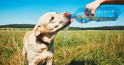 Dog owners warned to beware of 'silent killer' as UK set to reach 34C highs this week