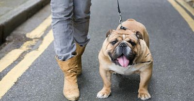 English Bulldogs could be banned in UK in a bid to curb cruel health conditions