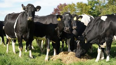 New Zealand's agriculture emissions pricing system sparks protest groundswell