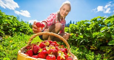 The best pick your own fruit farms to head to this summer in Scotland