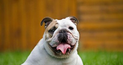 Symptoms of heatstroke in dogs Vet warns to look out for as Met Office issues heatwave warning