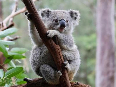 Project aims to 'rewild' protected koalas
