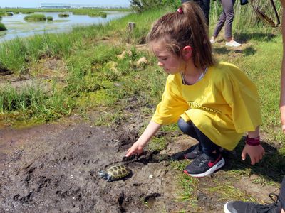 This kindergarten class has raised and set free 18 orphaned turtles