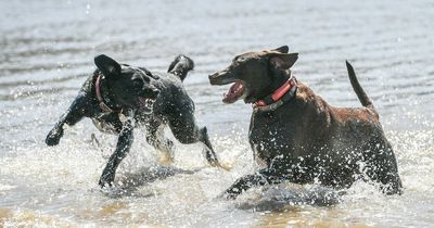 'Silent killer' hot weather warning for pet owners as heatwave set to hit Britain