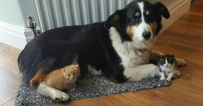 Brave dog battling heart cancer 'washes and snuggles' abandoned kittens and rabbits