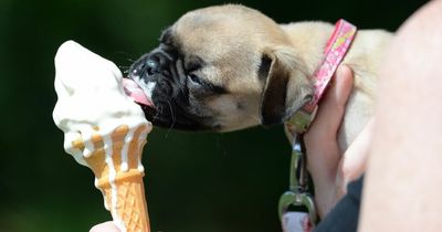 Dog owners warned of heatstroke signs in pets as temperatures set to soar
