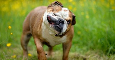 English Bulldogs could join list of banned breeds in UK over cruel health issues