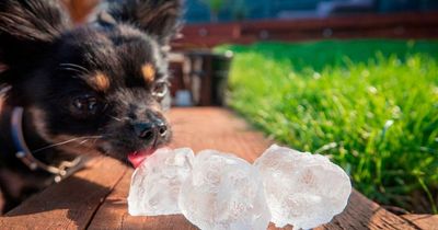 Can you feed dogs ice cubes in heatwave? RSCPA settles debate after concerns from owners