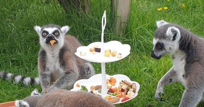 World's oldest lemur celebrates 36th birthday at Scots zoo with an 'afternoon tea party'