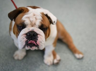 English bulldogs 'suffering', twice at risk of health issues
