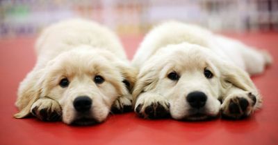 Man refuses to pay puppy bills after his dog got another pet pregnant