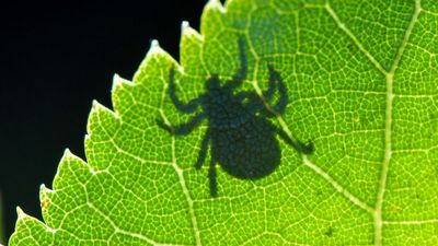 Why there's no Lyme disease vaccine yet
