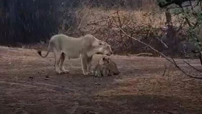 Gujarat: Gir sanctuary shuts for four months from Thursday