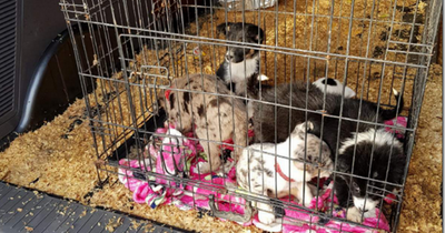 Glasgow-bound puppies die after being found in squalid cage inside Transit van