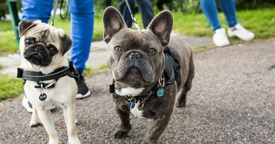 Four dog breeds at risk of being banned in UK for being unhealthy or 'dangerous'