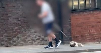 Dog walker caught on camera dragging Shih Tzu along street in shocking footage