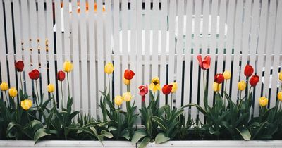 One in five of us are embarrassed by our gardens