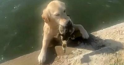 Golden retriever plays fetch and returns with live baby goose instead of ball
