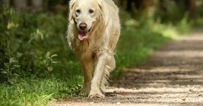 How to tell if it's too hot to walk your dog