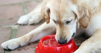 Dog owners warned of heatstroke signs as UK temperatures set to rise